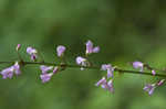 Nakedflower ticktrefoil